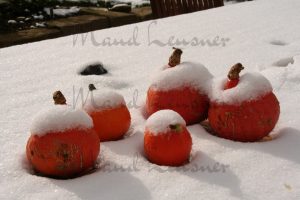 Kürbisse im Schnee